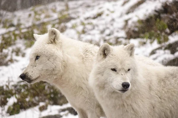 Lobos Árticos Ambiente Invernal —  Fotos de Stock