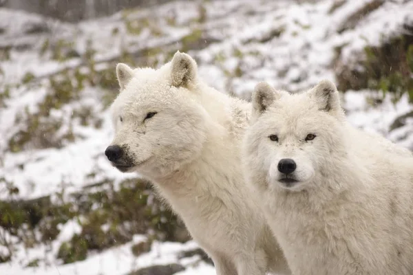 Lobos Árticos Una Escena Invernal —  Fotos de Stock