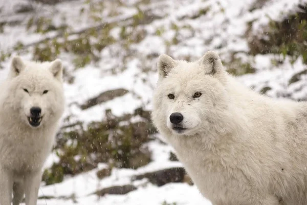 Arctic Wolves in a winter scene