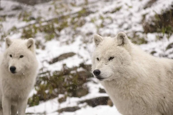 Lobos Árticos Una Escena Invernal —  Fotos de Stock