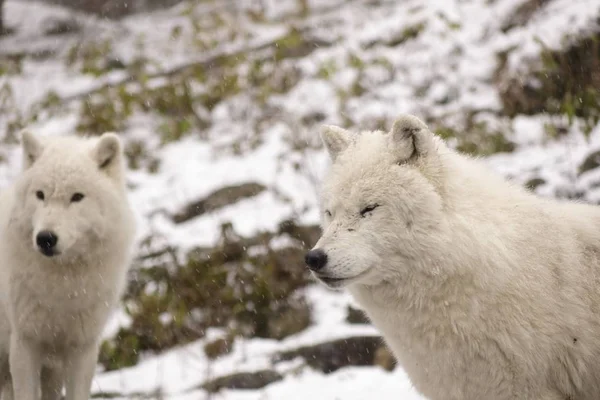 Lobos Árticos Una Escena Invernal — Foto de Stock