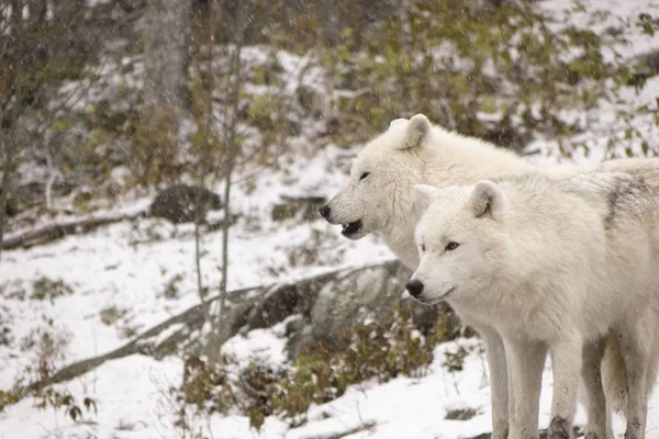 Arctic Wolven Een Winters Tafereel — Stockfoto