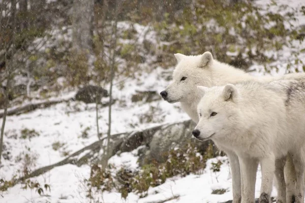 Lobos Árticos Uma Cena Inverno — Fotografia de Stock