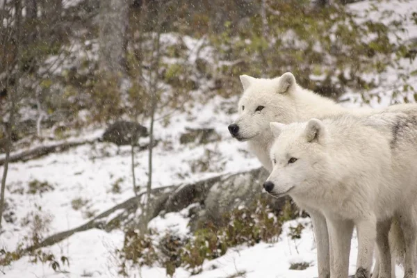 Arctic Wolven Een Winters Tafereel — Stockfoto