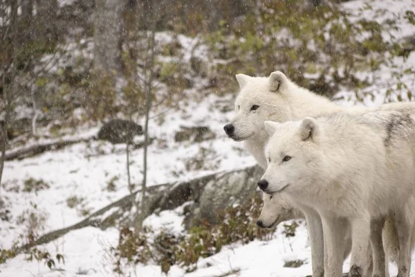 Lobos Árticos Uma Cena Inverno — Fotografia de Stock