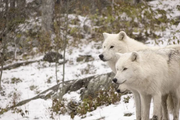 Arctic Wolven Een Winters Tafereel — Stockfoto