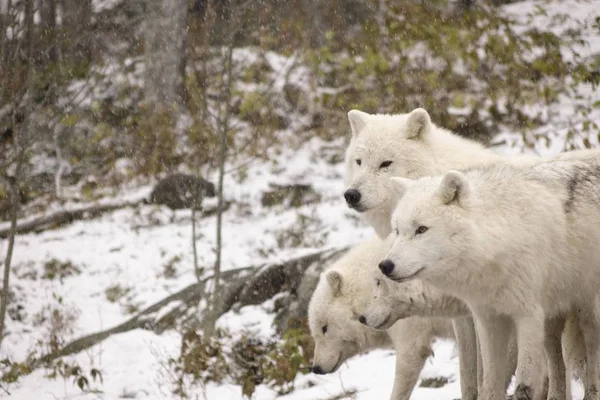 Arctic Wolven Een Winters Tafereel — Stockfoto