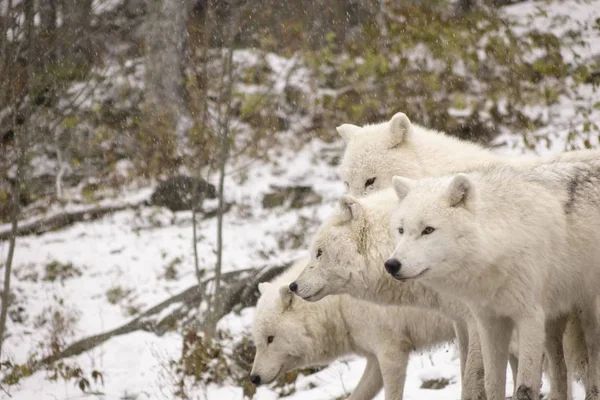 Lupii Arctici Într Scenă Iarnă — Fotografie, imagine de stoc