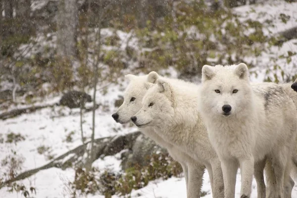 Lobos Árticos Uma Cena Inverno — Fotografia de Stock