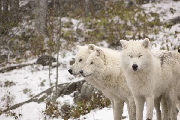 Lobos Árticos Uma Cena Inverno — Fotografia de Stock