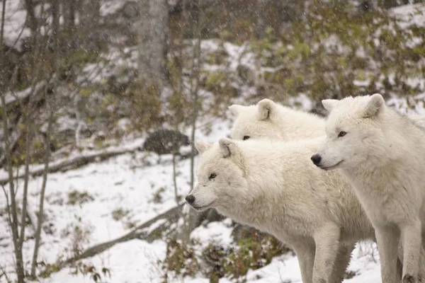 北极狼在冬季的场景 — 图库照片