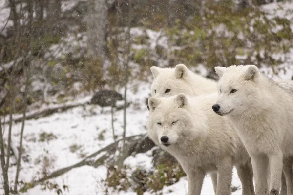 Loups Arctiques Dans Une Scène Hivernale — Photo