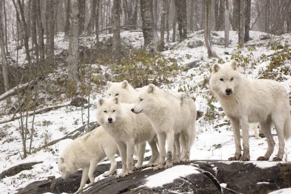 Lobos Árticos Uma Cena Inverno — Fotografia de Stock