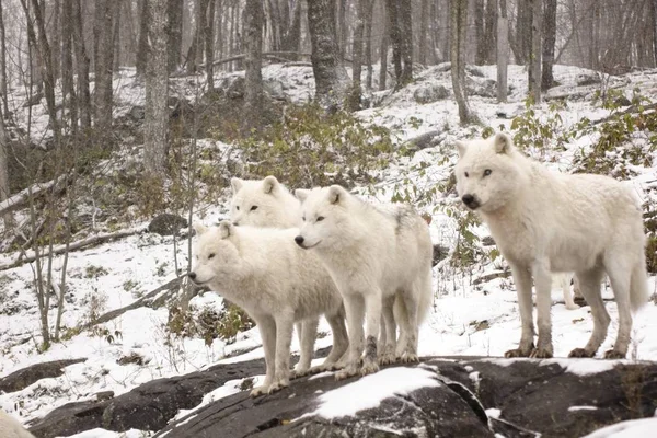 Arctic Wolven Een Winters Tafereel — Stockfoto