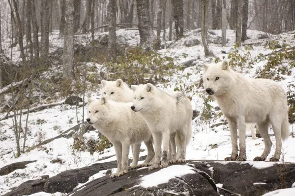 Арктические Волки Зимней Сцене — стоковое фото