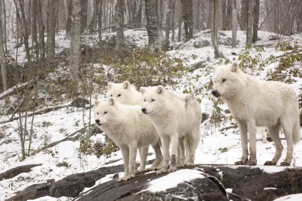 Arctic Wolves Winter Scene — Stock Photo, Image