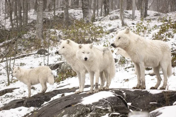 Arctic Wolven Een Winters Tafereel — Stockfoto