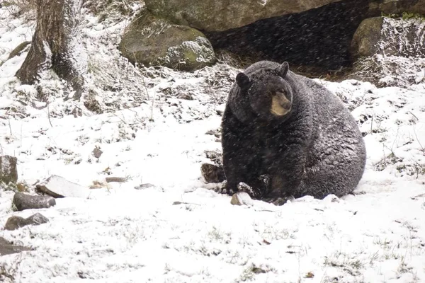 冬天的暴风雪中孤独的熊 — 图库照片