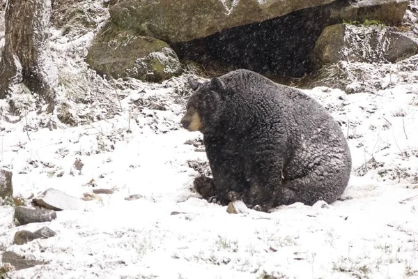 Urso Solitário Numa Tempestade Neve Inverno — Fotografia de Stock