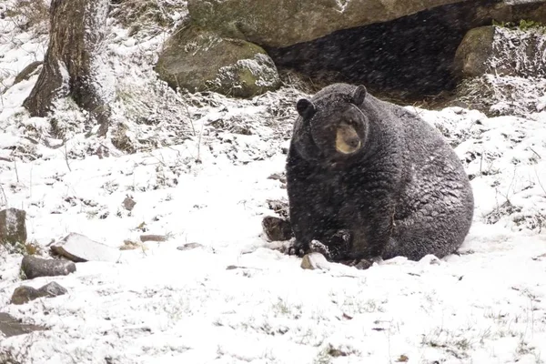 Orso Solitario Una Tempesta Neve Invernale — Foto Stock