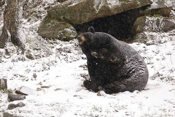 Одинокий Медведь Зимний Снежный Шторм — стоковое фото