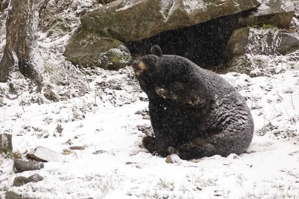 Orso Solitario Una Tempesta Neve Invernale — Foto Stock