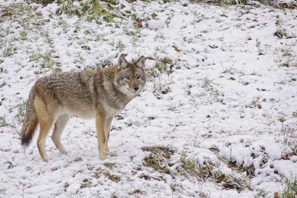 Een Eenzame Coyote Een Wintersneeuw Vallen — Stockfoto