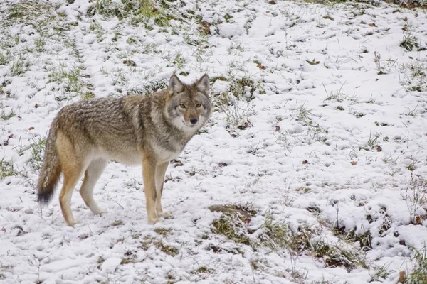 一个孤独的狼在冬天的雪下 — 图库照片