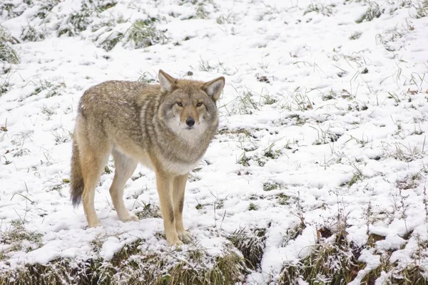 Lone Coyote Winter Snow Fall — Stock Photo, Image