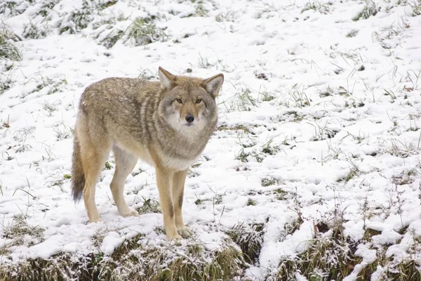 Lone Coyote Winter Snow Fall — Stock Photo, Image