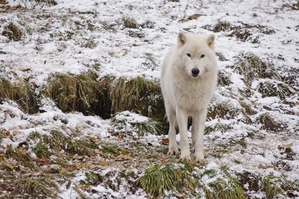 Een Lone Wolf Arctic Een Sneeuwstorm Van Sneeuw — Stockfoto