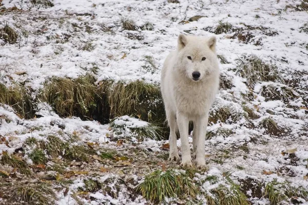 Een Lone Wolf Arctic Een Sneeuwstorm Van Sneeuw — Stockfoto