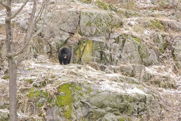 Urso Solitário Numa Tempestade Neve Inverno — Fotografia de Stock