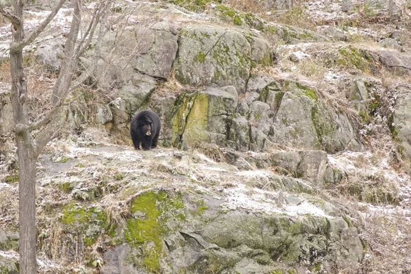 Ours Solitaire Dans Une Tempête Neige Hivernale — Photo