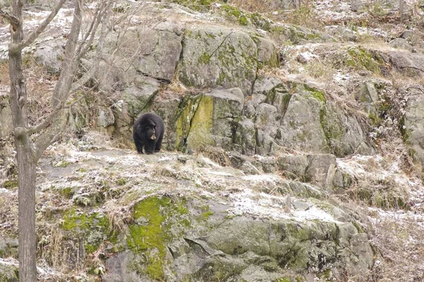 Urso Solitário Numa Tempestade Neve Inverno — Fotografia de Stock