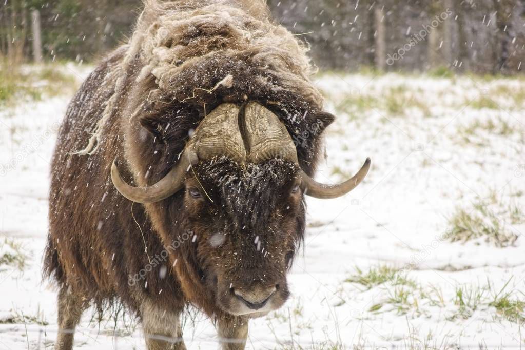 A large Musk Ox in a winter snow storm