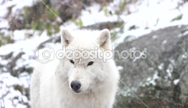 Kutup kurtları kış sahne