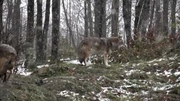 冬天降雪中的狼 — 图库视频影像