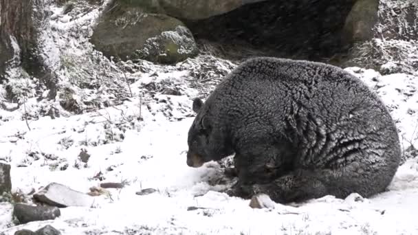 Egy Magányos Medve Téli Hóvihar — Stock videók