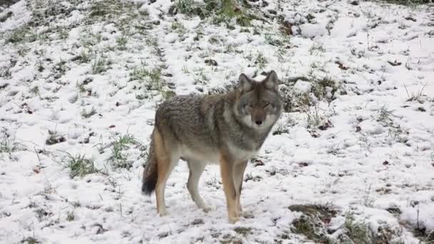 Coyote Зимний Снег Падать — стоковое видео