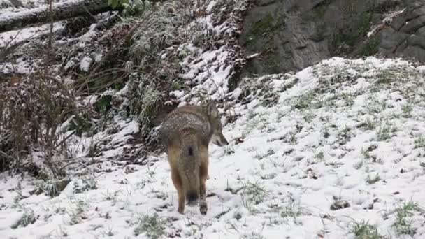 Kojote Einem Winterschneefall — Stockvideo