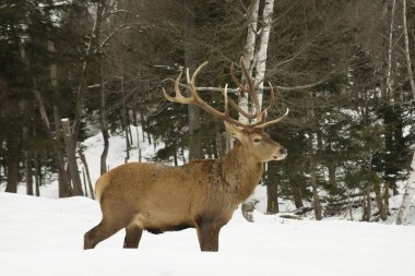 Kış manzarasında vahşi bir geyik