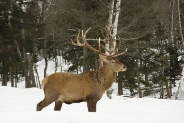 Kış manzarasında vahşi bir geyik