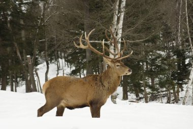 Kış manzarasında vahşi bir geyik