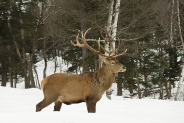 Kış manzarasında vahşi bir geyik