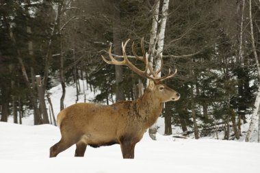 Kış manzarasında vahşi bir geyik