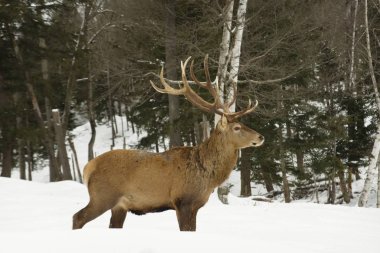 Kış manzarasında vahşi bir geyik