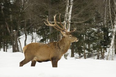 Kış manzarasında vahşi bir geyik