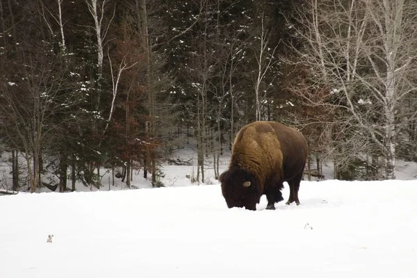 Ein Einsamer Amerikanischer Feldbüffel Winter — Stockfoto