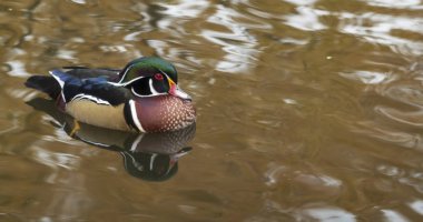 A lone wood duck clipart